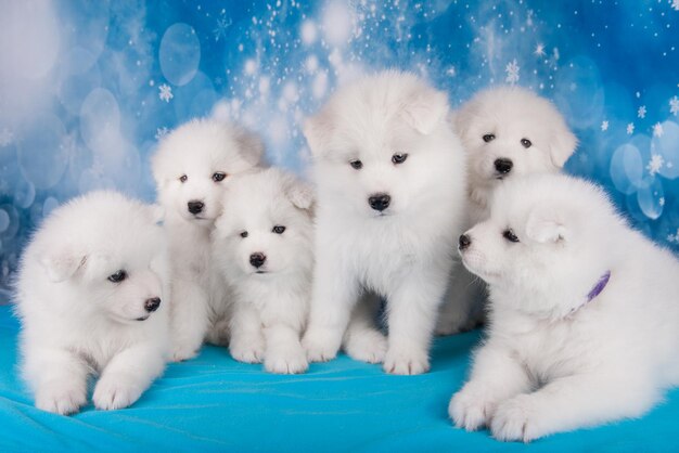 Photo six petits chiots blancs et moelleux sont assis sur une couverture bleue.