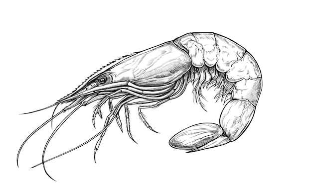 Sketch de crevettes de fruits de mer à l'impression rétro vintage noir et blanc