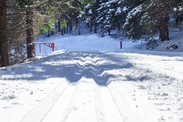 Ski de fond dans la forêt enneigée d'hiver