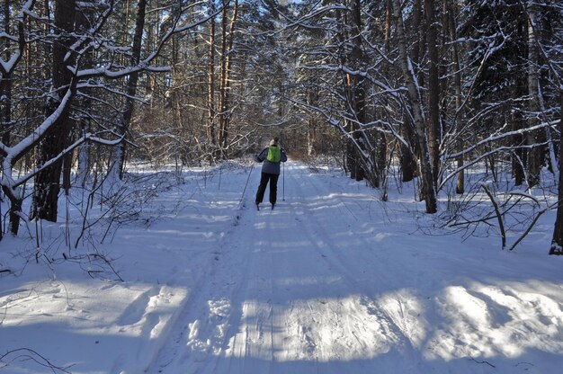 Skieur solitaire dans la forêt d'hiver