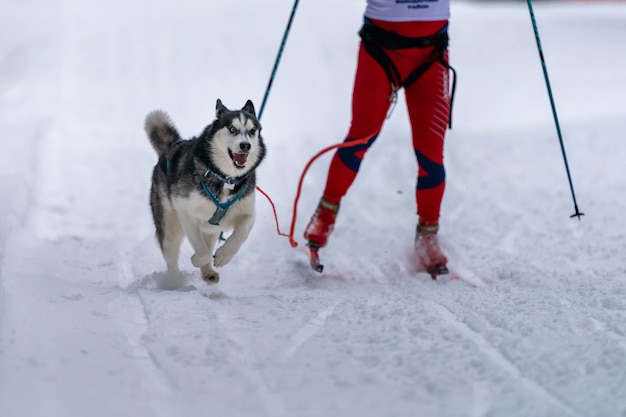 Skijoring de chiens de traîneau. Conducteur de chien de traîneau à chiens Husky. Compétition de championnat de sport.