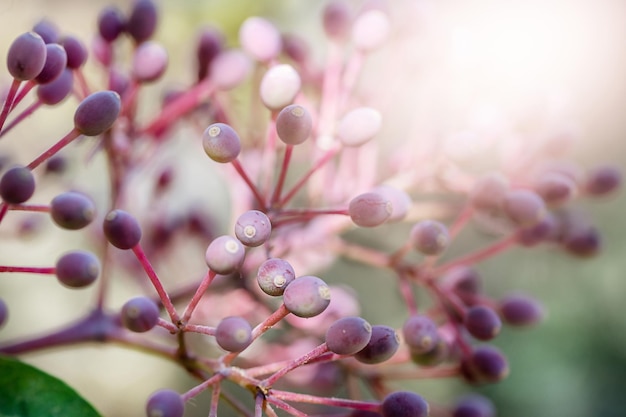 Skimmia japonica macro bourgeons rose lumière du soleil d'arrière-plan