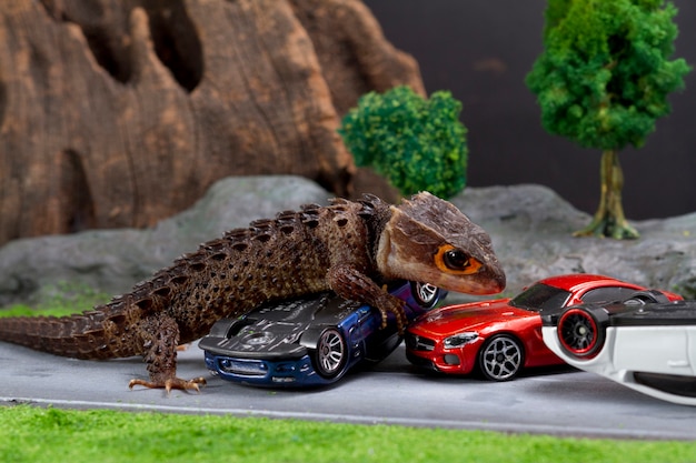 Photo skink crocoile aux yeux rouges avec voiture miniature