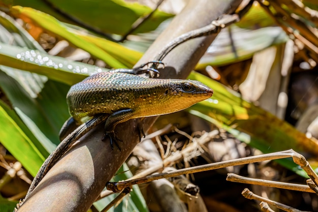 Skink dans la nature