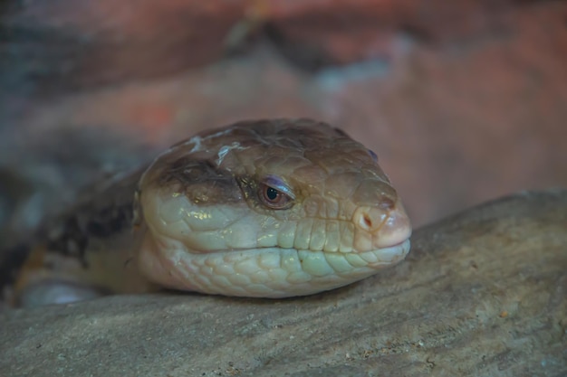 Photo le skink à langue bleue est allongé sur un tronc, aussi connu sous le nom de lézard de langue bleue, tiliqua scincoides chimaerea.