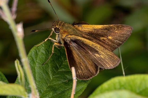 Skipper brésilien de la famille des Hesperiidae