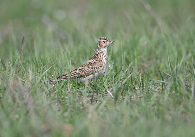 Photo le skylark eurasien (alauda arvensis) se trouve dans l'herbe verte sur le terrain