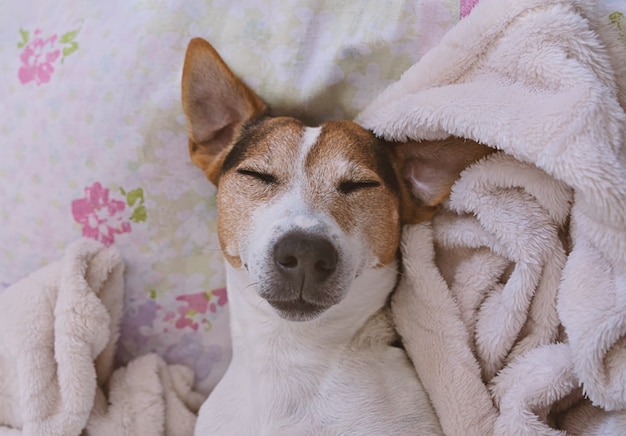 Sleepy Jack Russel Terrier dans la couverture