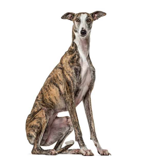 Slim galgo assis, isolé sur blanc