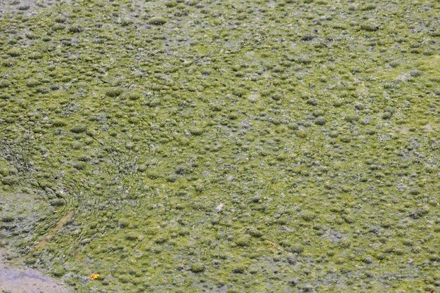 Photo slime verte recouvrant un lac