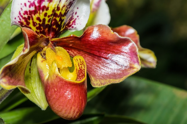 Slipper Orchid ( Paphiopedilum ) , Flore aux fleurs exotiques et rares en forme.