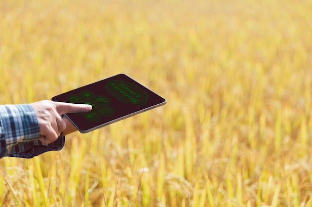 Smart Farming with Internet of Things Concept IoT L'agriculture et la technologie moderne sont utilisées pour gérer les cultures Analyse d'informations telles que les conditions météorologiques du sol et l'environnement de la rizière