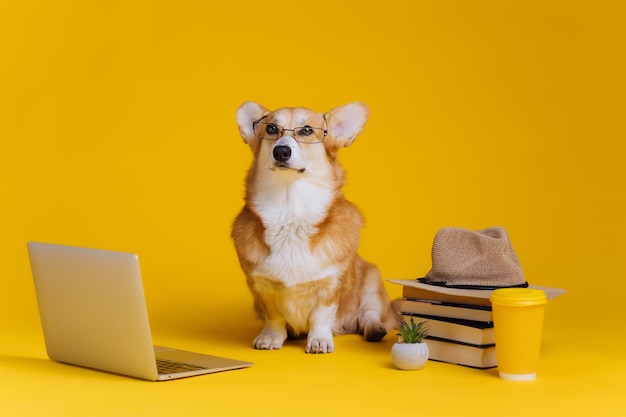 Smart mignon Welsh Corgi Pembroke dans des lunettes avec un ordinateur portable et une pile de livre étudie sur fond de studio jaune Race de chien la plus populaire