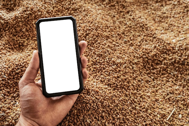 Smartphone à disposition sur le fond du grain moissonné