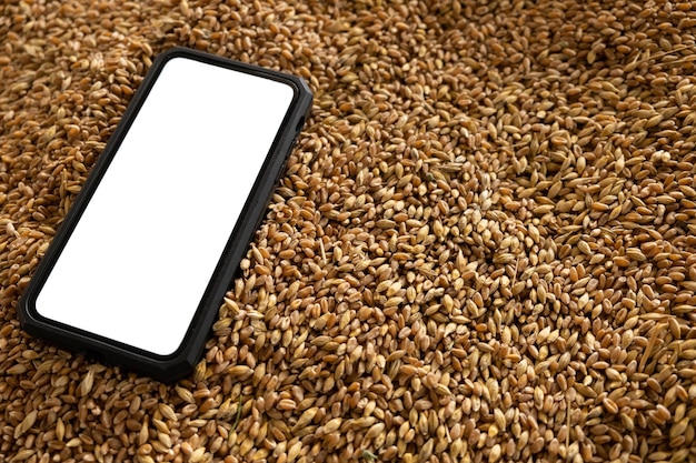 Photo smartphone sur le fond du grain récolté