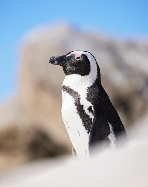 Ce smoking. Tiré d'un pingouin à Boulders Beach à Cape Town, Afrique du Sud.