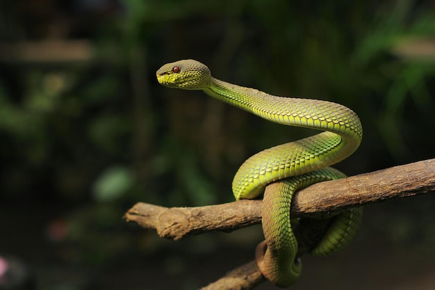 Snake Green Mangrove pit viper est une espèce de vipère venimeuse originaire d'Asie du Sud-Est