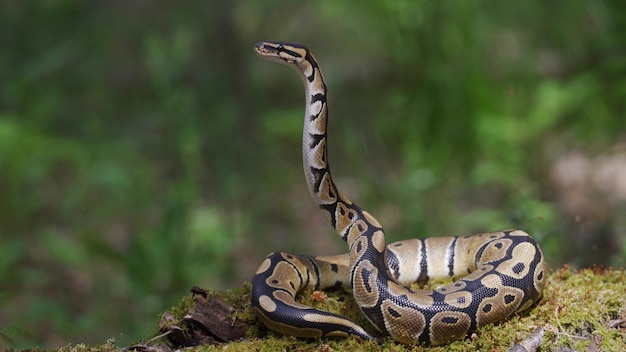 Snake lève bien la tête du sol.