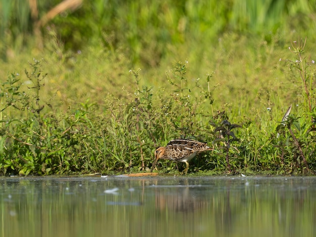 Snipe commun sur le baffle de l'eau contre un fond de plantes vertes