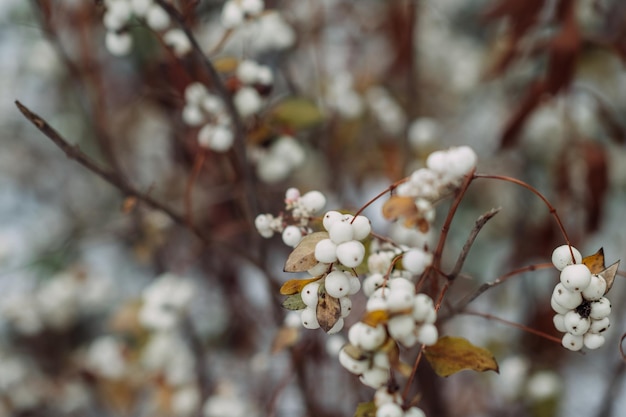 Snizhnoyagodnik pendant la période de floraison et de formation des baies 4362