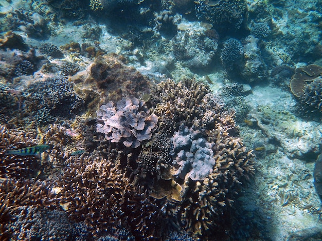 Snorkeling sous l'eau sur l'île de Bali, Indonésie