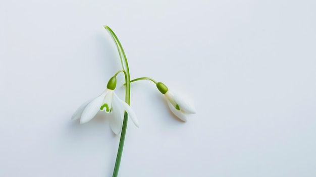 Photo snowdrop printemps première fleur unique isolée sur fond blanc bonjour printemps creati ia générative