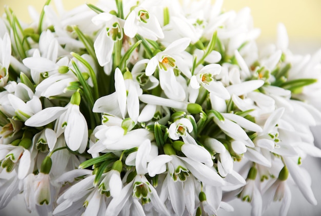 Snowdrops de printemps magnifique