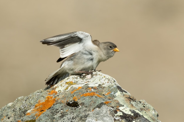 Snowfinch à ailes blanches assis sur un rocher