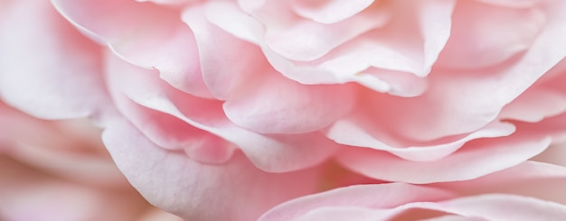 Soft focus abstract floral background pétales de rose rose pâle macro fleur toile de fond pour la marque de vacances