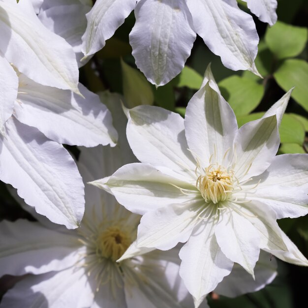 Soft focus abstrait floral fond blanc clématite fleur macro fleurs toile de fond pour la marque de vacances