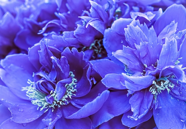 Soft focus abstrait floral fond bleu pivoine pétales de fleurs macro fleurs toile de fond pour les vacances