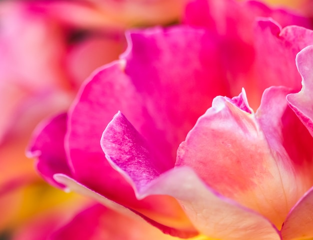 Soft focus abstrait floral fond rose jaune rose fleur macro fleurs toile de fond pour les vacances