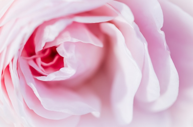 Soft focus abstrait floral fond rose rose fleur macro fleurs toile de fond pour la conception de vacances