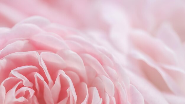 Soft focus abstrait floral fond rose rose fleur macro fleurs toile de fond pour la conception de vacances
