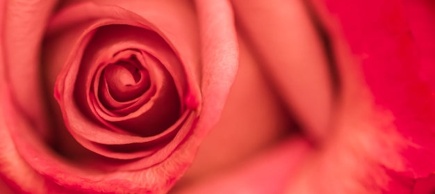 Soft focus abstrait floral fond rose rouge fleur macro fleurs toile de fond pour la marque de vacances