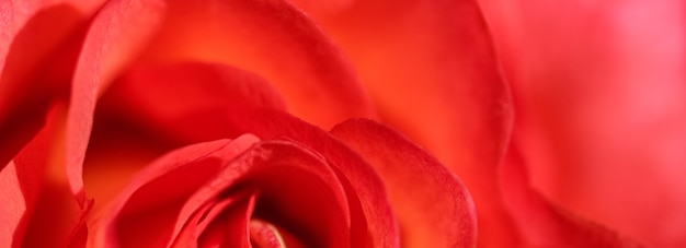 Soft focus abstrait floral fond rose rouge fleur macro fleurs toile de fond pour la marque de vacances