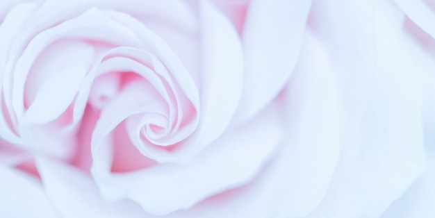Soft focus abstrait floral fond violet rose fleur macro fleurs toile de fond pour la marque de vacances