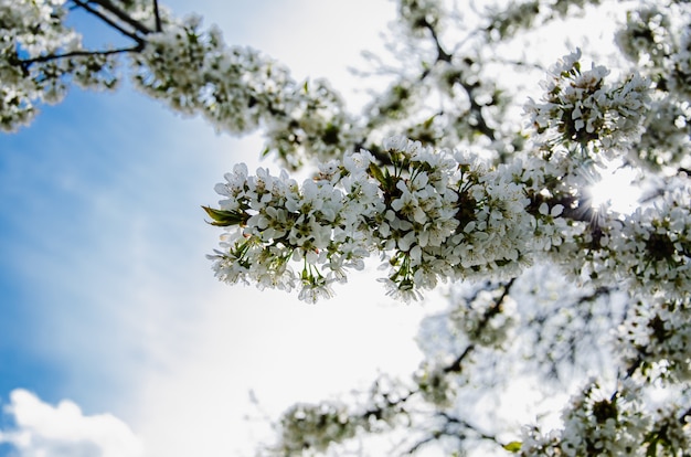 Soft focus Cherry Blossom ou fleur de Sakura sur fond de nature