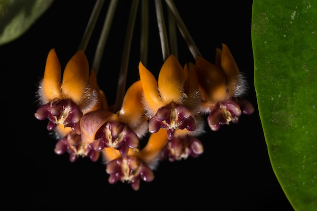 Photo softfocus macro fleur hoya fond noir