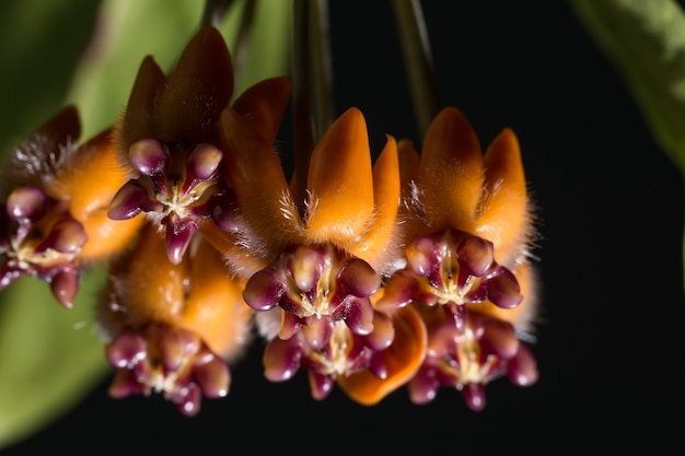 Photo softfocus macro fleur hoya fond noir