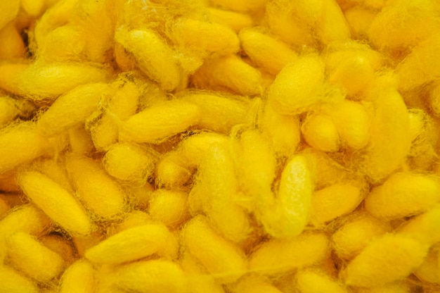 Soie brute extraite de cocons de soie produits par Silkworms.