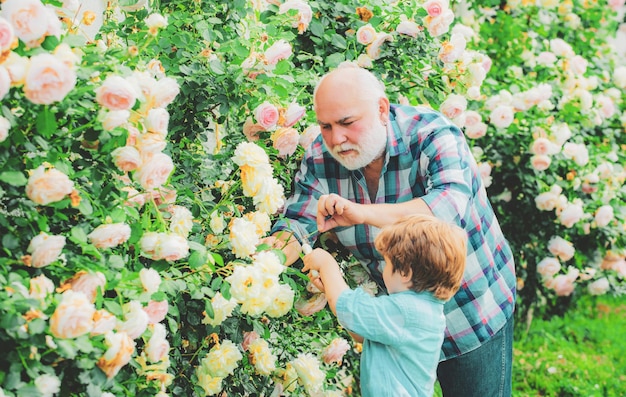 Soin des roses et arrosage grand-père avec petit-fils jardinant ensemble petit-fils et grand-père