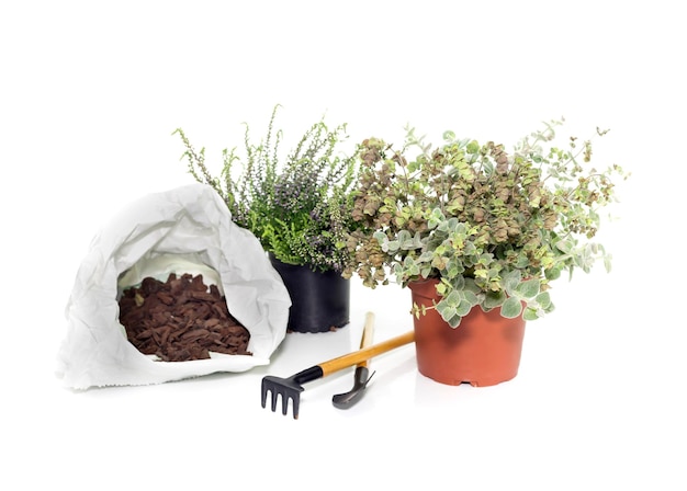 Soin et transplantation de plantes Deux plantes utiles Calluna vulgaris et Origanum dictamnus dans un gros plan de pot de fleurs noir et marron sur fond blanc