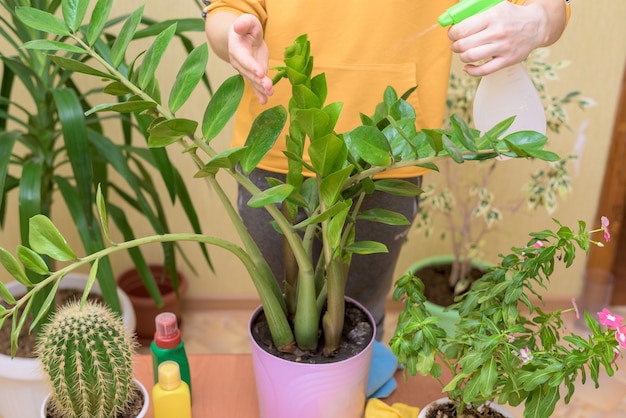 Soins à domicile pour les plantes d'intérieur, pulvérisez les fleurs de la maison avec un pistolet pulvérisateur. une femme en pull jaune lave et prend soin des plantes.