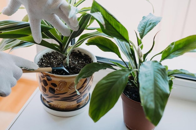 Soins de plantes d'intérieur au printemps Réveil des plantes d'intérieure pour les outils de jardinage de printemps pour soigner les plantes d'appartement à