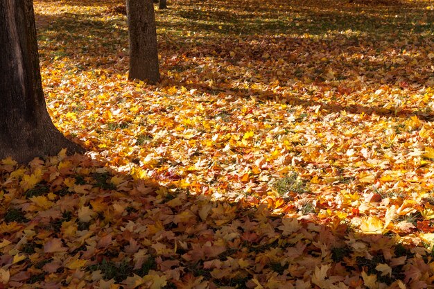 Le soir dans le parc, l'ombre des troncs d'arbres sur les feuilles mortes