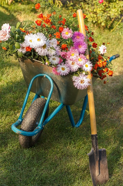 Soirée après le travail dans le jardin d'été Brouette avec fleurs et pelle sur l'herbe verte