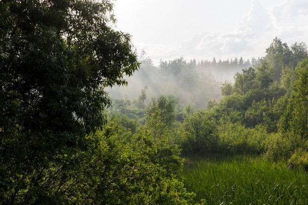 Soirée brumeuse après la pluie dans la forêt