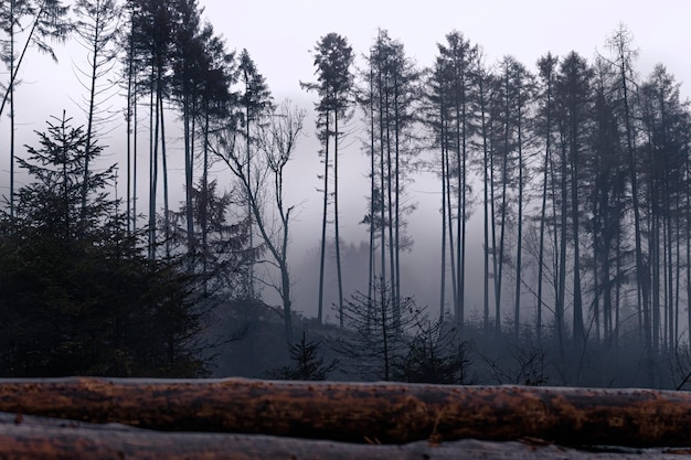 Soirée brumeuse dans la forêt aux arbres fins