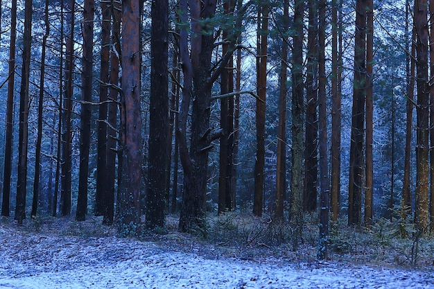 soirée dans le paysage forestier d'hiver, vue sur les arbres sombres mystique